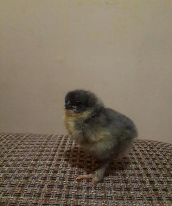 Brama cuceleri. Her yawda temiz cins brama cuceleri: gold, dark, light