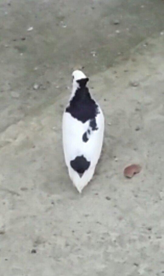 Satilir kekilli mayadi. Quyrugu cirk idi gore yolmuwdum. Indi ujee bir