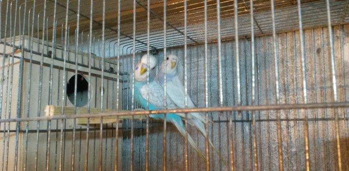 Bir cüt cex qarişığı olan spenqıl quslar satilir. Erkey goy maya