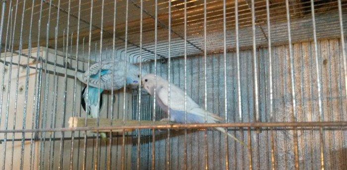 Bir cüt cex qarişığı olan spenqıl quslar satilir. Erkey goy maya