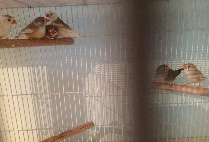 Tecili satılır. 7 eded hazır ve sağlam amadin.tergizme quşlardır.3erke