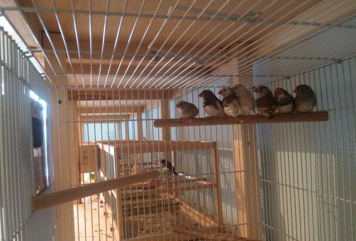 Tecili satılır. 7 eded hazır ve sağlam amadin.tergizme quşlardır.3erke