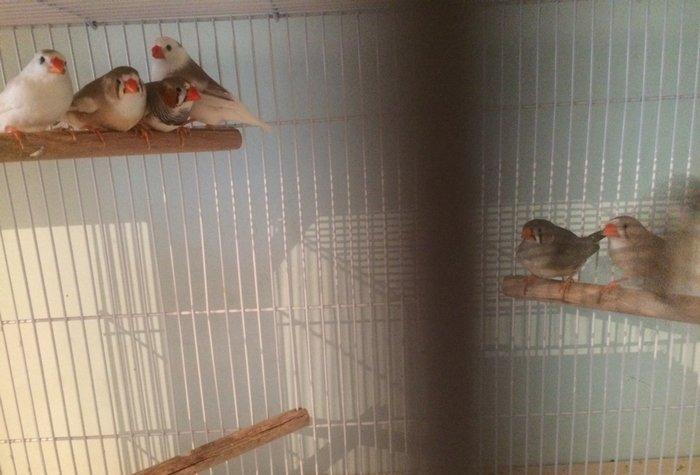 Tecili satılır. 7 eded hazır ve sağlam amadin.tergizme quşlardır.3erke