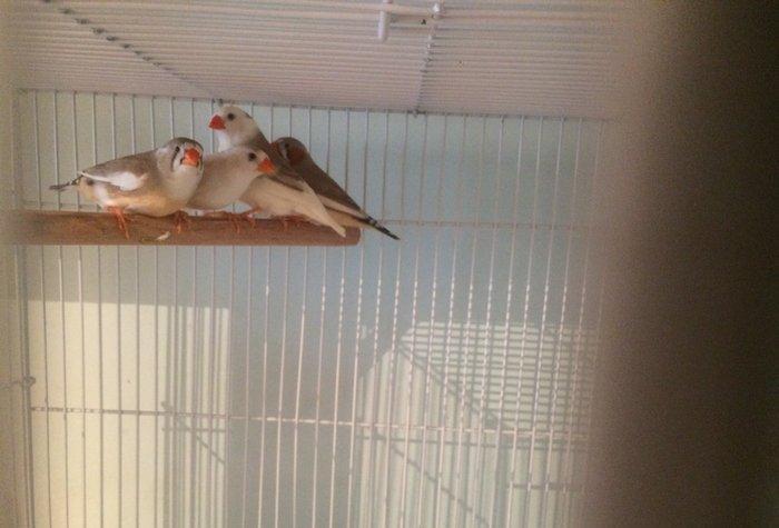 Tecili satılır. 7 eded hazır ve sağlam amadin.tergizme quşlardır.3erke