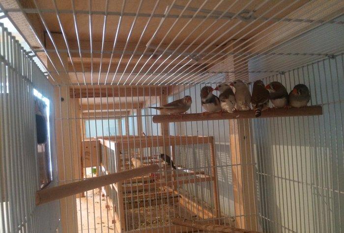 Tecili satılır. 7 eded hazır ve sağlam amadin.tergizme quşlardır.3erke