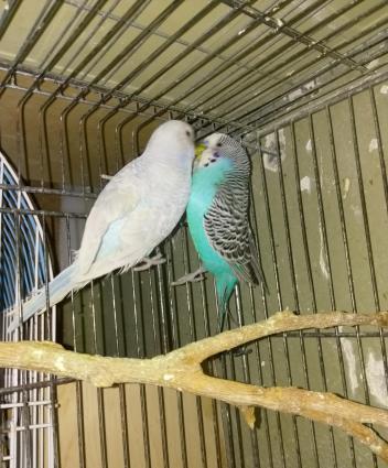 Hazir bala veren cut