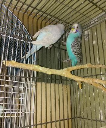 Hazir bala veren cut