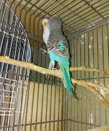 Hazir bala veren cut