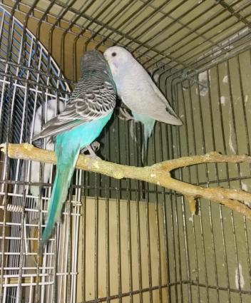 Hazir bala veren cut