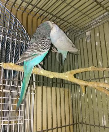 Hazir bala veren cut