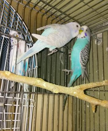 Hazir bala veren cut