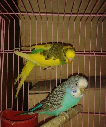 Cüt papuqay satılır