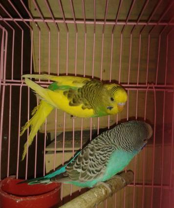 Cüt papuqay satılır