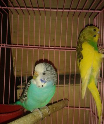 Cüt papuqay satılır