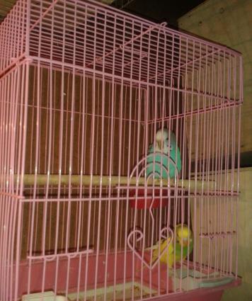 Cüt papuqay satılır