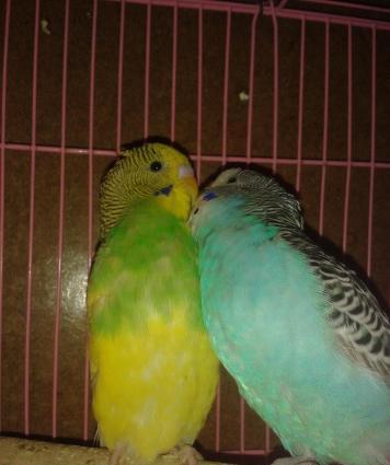 Cüt papuqay satılır