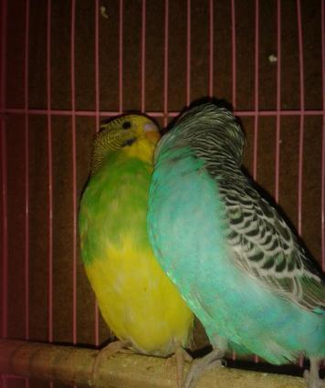 Cüt papuqay satılır