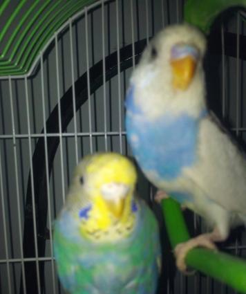 TUTUQUSU SATILIR QEFESI ILE BIRGE