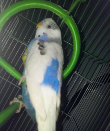 TUTUQUSU SATILIR QEFESI ILE BIRGE