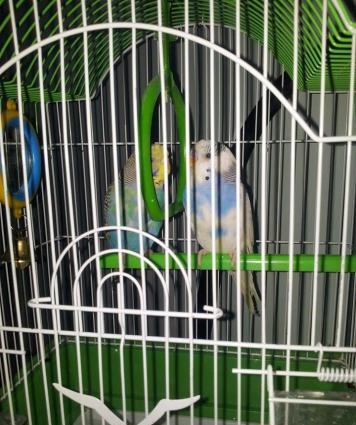 TUTUQUSU SATILIR QEFESI ILE BIRGE