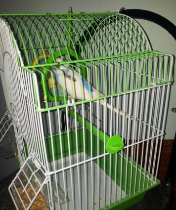 TUTUQUSU SATILIR QEFESI ILE BIRGE