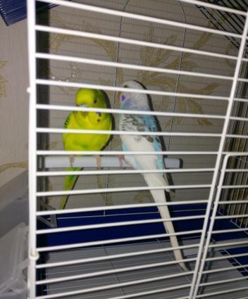 Hazir cut papuqay satilir