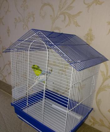 Hazir cut papuqay satilir