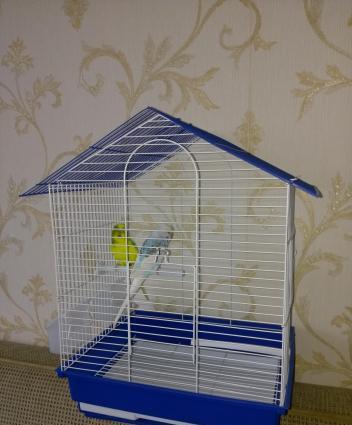 Hazir cut papuqay satilir