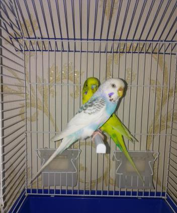 Hazir cut papuqay satilir