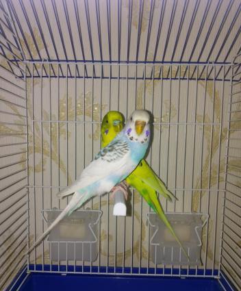 Hazir cut papuqay satilir