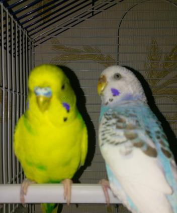 Hazir cut papuqay satilir