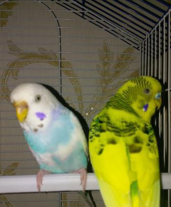 Hazir cut papuqay satilir