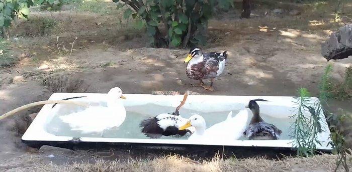 Bir cut rasisqi kuban ordeyi 16 aylıq. (((bİrİ 25 azn))) sulutepe elvi