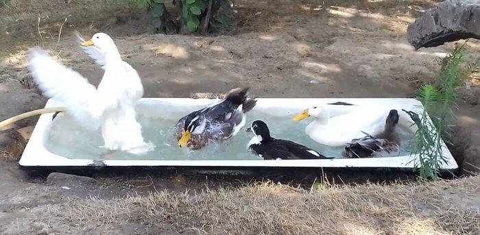 Bir cut rasisqi kuban ordeyi 16 aylıq. (((bİrİ 25 azn))) sulutepe elvi