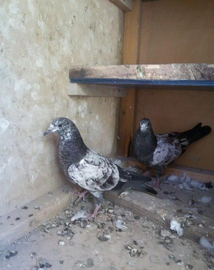 Satilir temiz cins pakistan goyercinleri. Cutu 60 manat.1 cut qalib.Qi