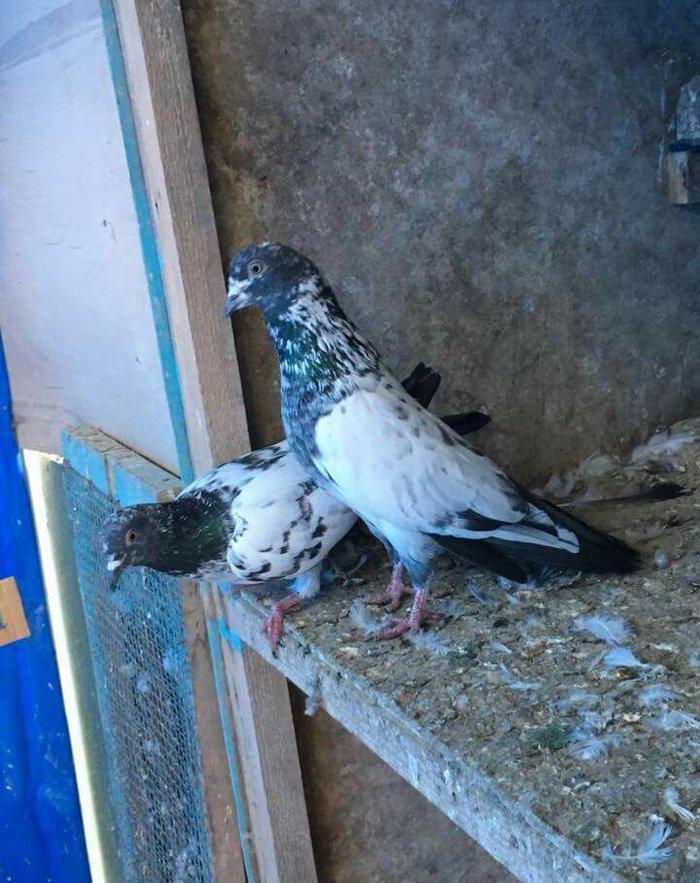 Satilir temiz cins pakistan goyercinleri. Cutu 60 manat.1 cut qalib.Qi