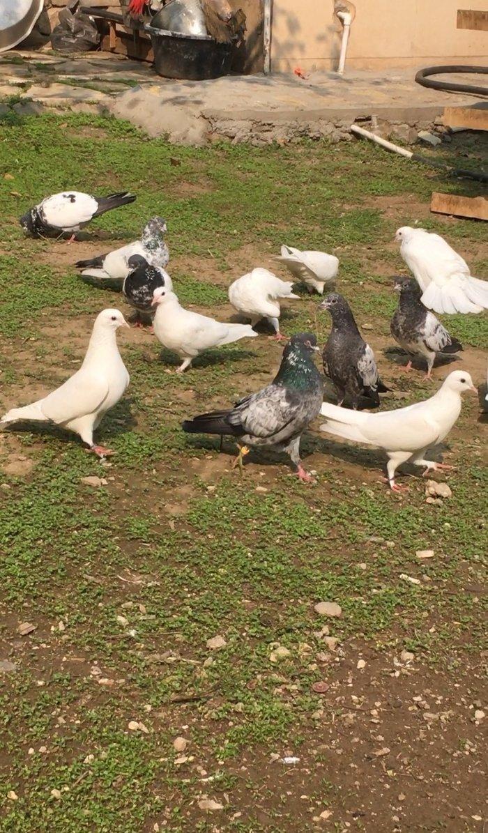 Satilir temiz cins pakistan goyercinleri. Cutu 60 manat.1 cut qalib.Qi