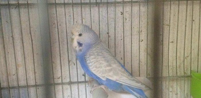 Vstivicni maya yas yarimliqdi,aktiv qusdu,real alicilar zeng vursun