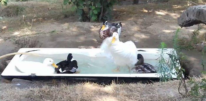 Kuban Ördəkleri rasiya cinsidi 7 ayliqdirlar. Elvin. Sulutepe.