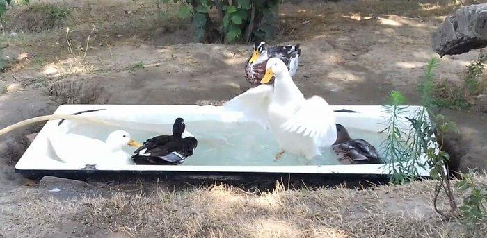 Kuban Ördəkleri rasiya cinsidi 7 ayliqdirlar. Elvin. Sulutepe.