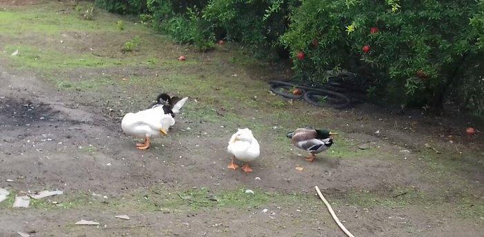 Kuban Ördəkleri rasiya cinsidi 7 ayliqdirlar. Elvin. Sulutepe.