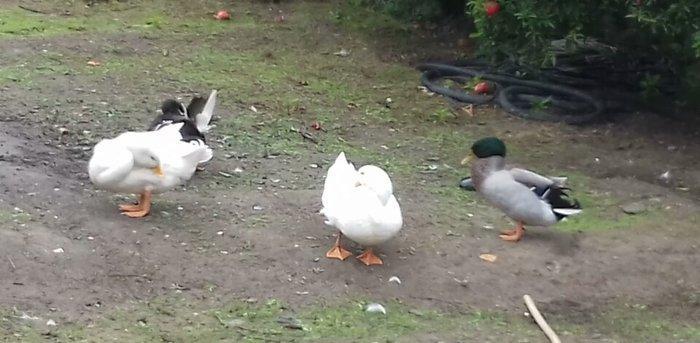 Kuban Ördəkleri rasiya cinsidi 7 ayliqdirlar. Elvin. Sulutepe.