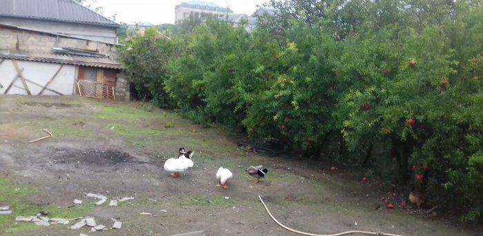 Kuban Ördəkleri rasiya cinsidi 7 ayliqdirlar. Elvin. Sulutepe.