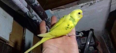 Papuqaylar satılır. Atası cex anası vasnisti. 2.Aylıgdılar. Biri diwi