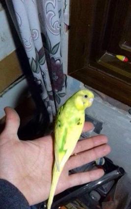 Papuqaylar satılır. Atası cex anası vasnisti. 2.Aylıgdılar. Biri diwi