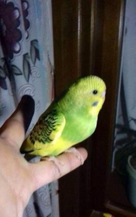 Papuqaylar satılır. Atası cex anası vasnisti. 2.Aylıgdılar. Biri diwi