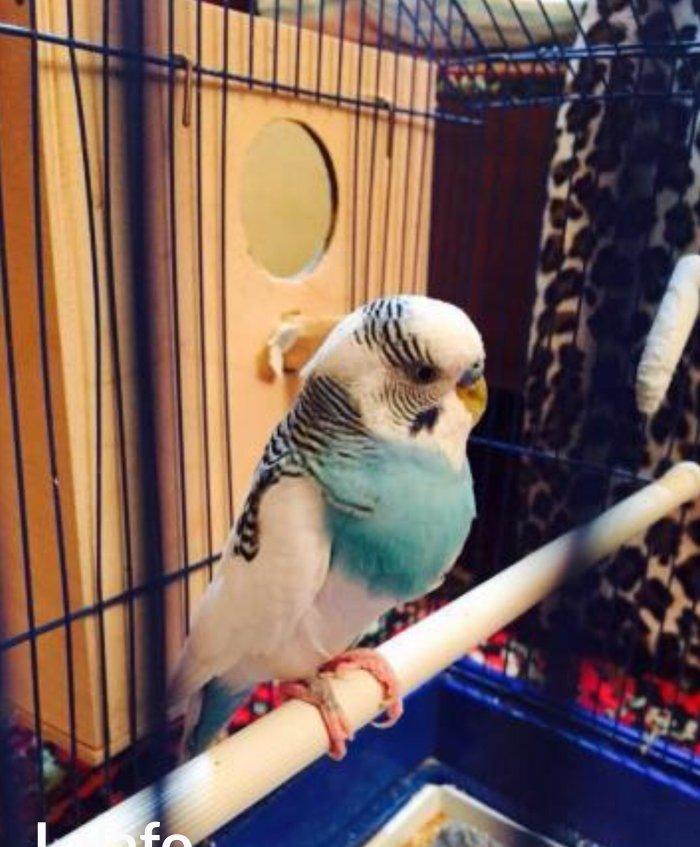 Papuqaylar satılır hazır qızgın cütdüler 3.defe bala almıwam. Balaları