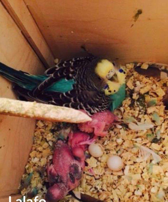 Papuqaylar satılır hazır qızgın cütdüler 3.defe bala almıwam. Balaları