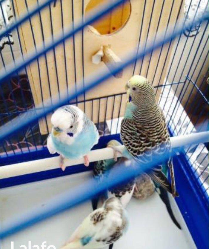 Papuqaylar satılır hazır qızgın cütdüler 3.defe bala almıwam. Balaları