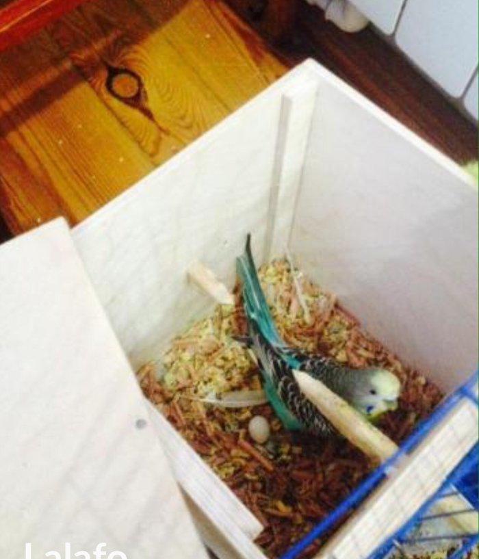 Papuqaylar satılır hazır qızgın cütdüler 3.defe bala almıwam. Balaları